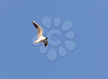 seagull in flight against a blue sky
