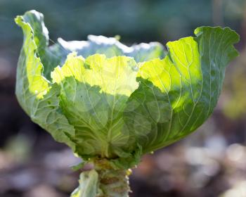 cabbage leaves in the garden