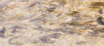fish across surface of water in nature.