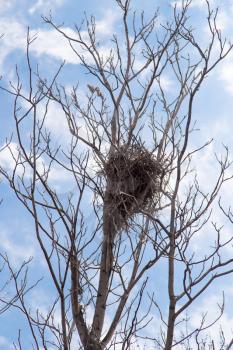 bird's nest on a tree