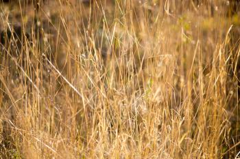 dry grass in the autumn on the nature