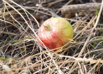 apple lying on the ground in nature