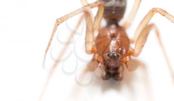portrait of a spider on a white background
