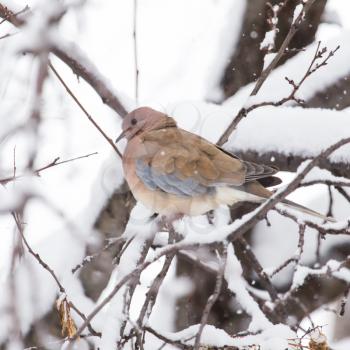 bird dove winter nature