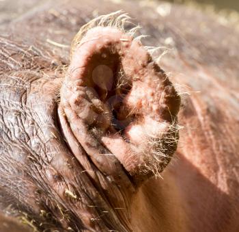 ears of a hippo