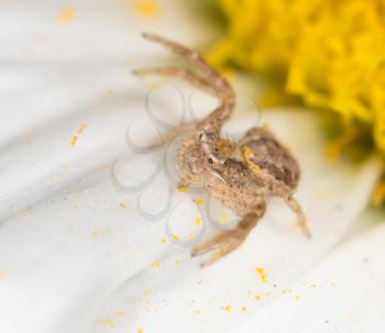 Spider on a flower in the nature. close