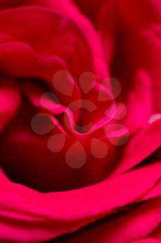 red rose petals as a background. macro