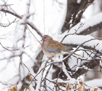bird dove winter nature