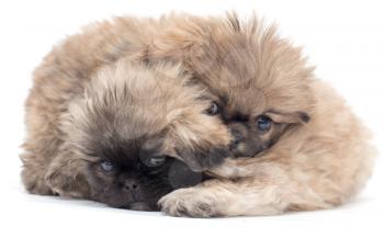 two beautiful fluffy little puppy on a white background