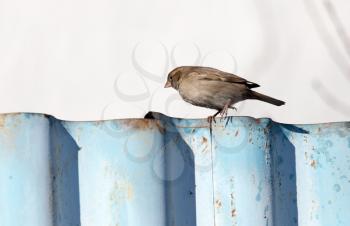 sparrow on the fence on nature