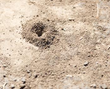 Close-up image of anthill in soil