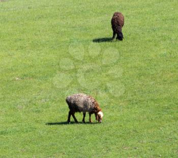 Sheep graze in a meadow