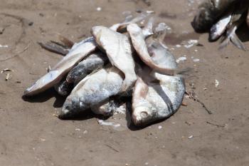salted fish on the ground