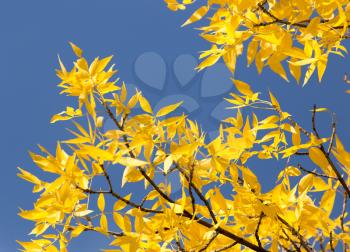 yellow leaves on the tree against the blue sky