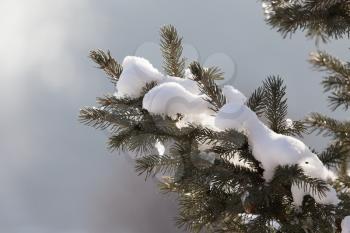snow on the branches of spruce winter