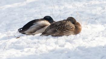 duck on snow in winter