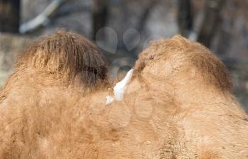 Snow on a camel on the nature
