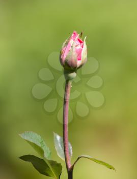 Light red rose with buds on a background of a green bush