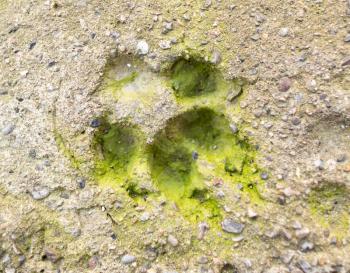 Dog footprint in concrete in nature