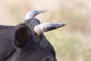 horns and cow's ear to nature
