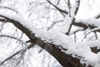 Snow on the tree in nature