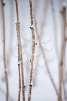 snowflakes on a bush branch in winter