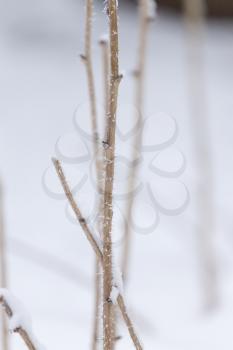 snowflakes on a bush branch in winter