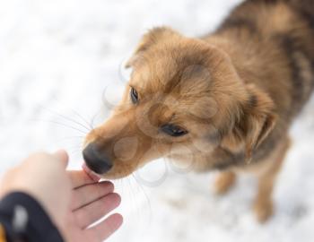dog weasel hand winter outdoors