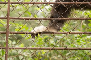paw monkey in a cage at the zoo