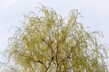 willow tree in bloom on nature