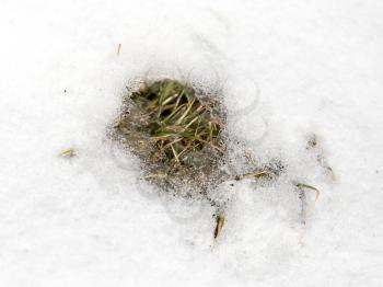 Grass in the snow in the winter