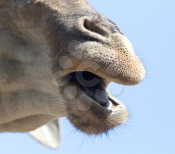 nose giraffe