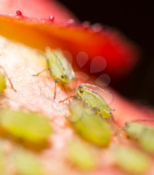 Green aphids on a red leaf in the nature. macro