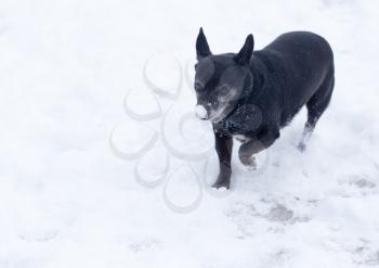 dog running outdoors in winter