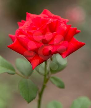 beautiful rose in nature