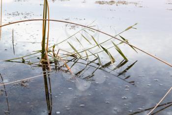 reeds on the lake at sunrise