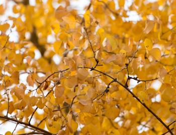 Yellow leaves on autumn trees as a background