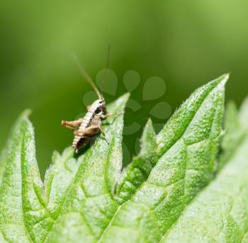 little grasshopper in nature. macro