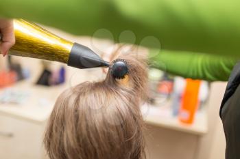 Hairdresser dries the hair dryer blond  hair