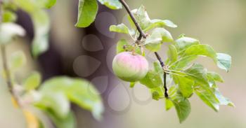 apple on tree in nature