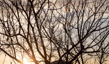 bare branches of a tree at sunrise sun