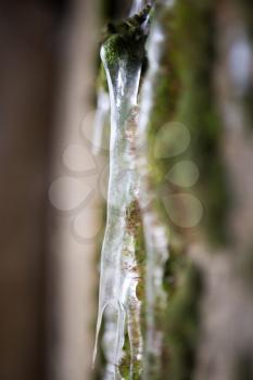 ice icicles on concrete in nature
