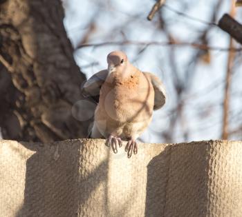 Dove on a fence in nature