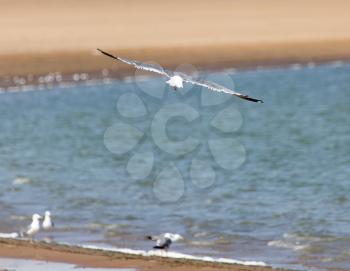 seagull in flight over the water of the lake