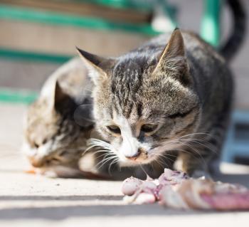 cat eats meat on nature