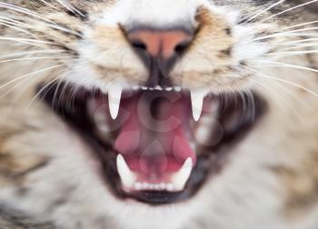 teeth evil cat as the backdrop. macro