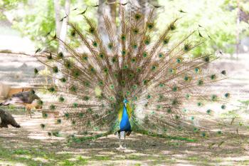 beautiful bird peacock