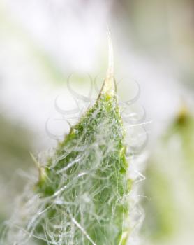 needles on the prickly plant. macro