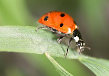 ladybug on grass in nature. macro