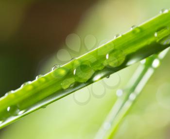 drops of dew on the green grass. close